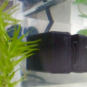 ヒーターグルグル回るBerry君の画像