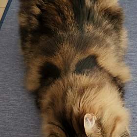 ルナと猫じゃらしの画像