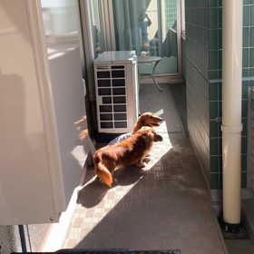 細長いけど…♪の画像