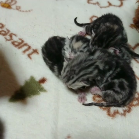 仔猫と乳母の画像