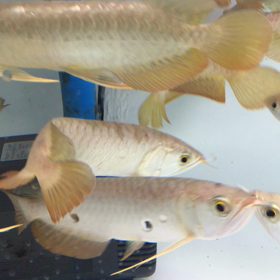 綺麗な個体多数入荷です。の画像