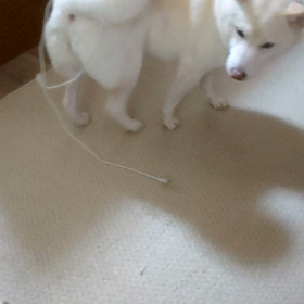 困ったねぇ～トワよ。の画像