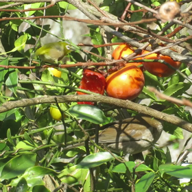 すぎぴたんの事件簿シーズン3　120話（メジロとシロハラ）の画像