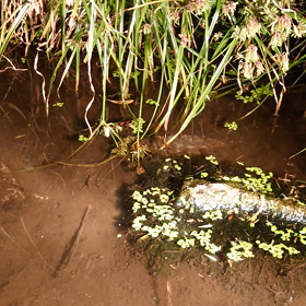 真冬の大冒険？の画像