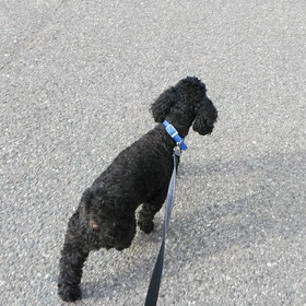 お泊まり　マロンくんの画像