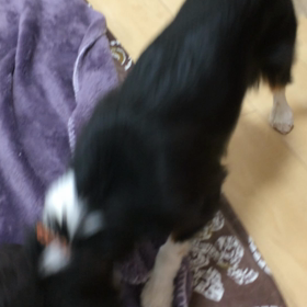 ■新技■の画像