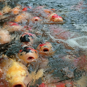 きいろいの画像