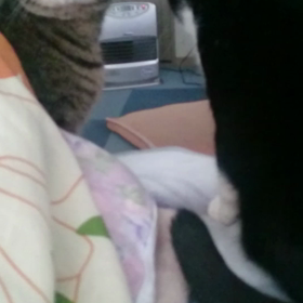 クロミさんの耳の画像