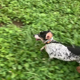 7月11日10ワンコと2時間遠足　代々木公園　表参道の画像