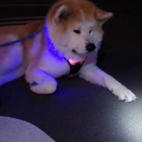 今朝はこの冬一番の寒い朝だったかな⁉️「もっと休みた～い」と飼い主の股下にもぐり込む未来丸の温の画像