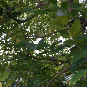 クマゼミ合唱！の画像