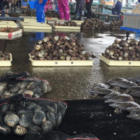 豊浜は全体的に豊漁！の画像