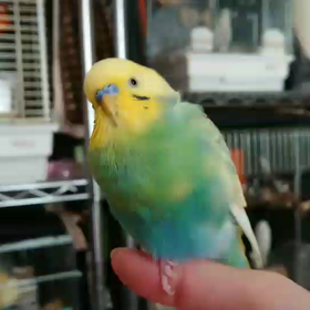 ねむねむぴなちゃん動画の画像