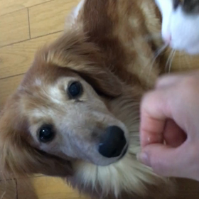 今日のダイエット朝食  ゴールデンウィーク編の画像