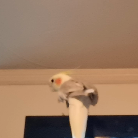 若いオスの画像