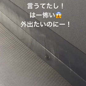 セミ消えたねの画像