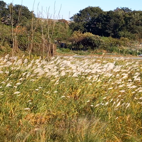 久し振りに歩きました～の画像