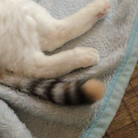 答えてくれてありにゃーとの画像