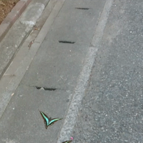 [衝撃]蝶を自在に操る男！の画像