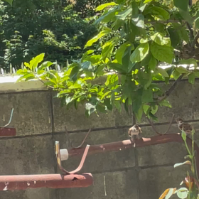 しかたないよの画像