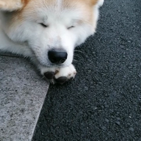 後半やや霧雨になったものの、雨が降らず少し肌寒い散歩には最適のお天気‼️なのに～❗「僕ゴロ寝大の画像