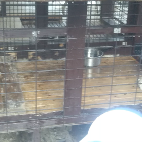 ゆづ、すごく元気の画像