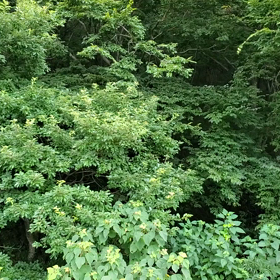 夏の夕暮れの画像