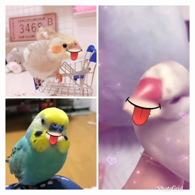 ぺろぺろの画像