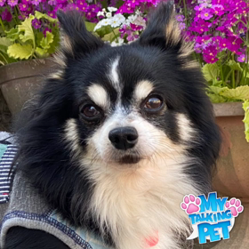 緊急事態宣言の画像