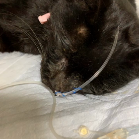 ありがとうの画像