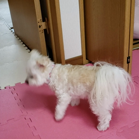 ふきを頂きましたの画像