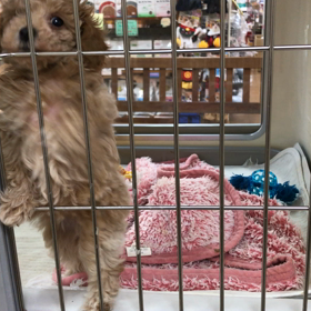 三宅ブランド デビュー✨の画像