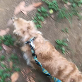 ♪お散歩動画♪代々木公園♪の画像