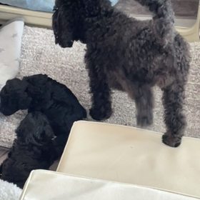 24日目　ブラックの兄妹の画像