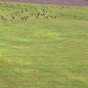 ムクドリが芝生で虫でも食べてる？の画像