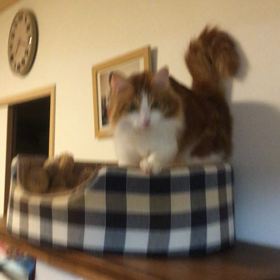 ベリーのふみふみの画像