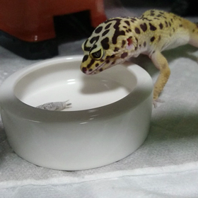 むぅの食事風景の画像