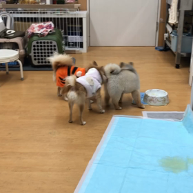 追っかけっこしてるよ。の画像