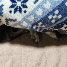 そろそろの画像