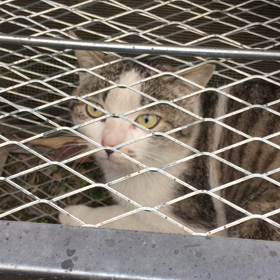 ありゃりゃ！の画像