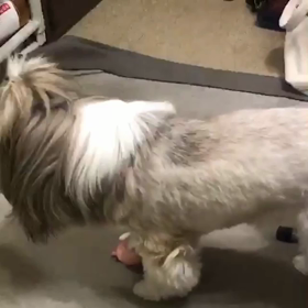 すずの咳の画像