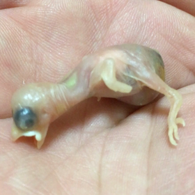 ごんちゃん誕生の画像