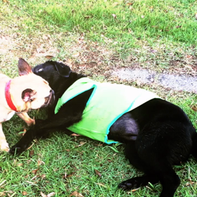 最近のナツアキの画像