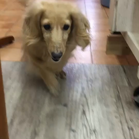 長町のトリミングサロンHotDogのプレイタイムの画像