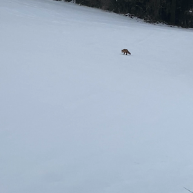 雪の上のキツネさんの画像