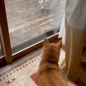 冷静なニャンコと、慌てる柴犬の画像