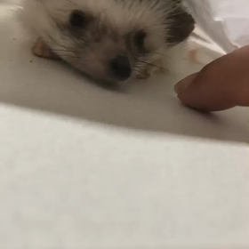 まめさんのしぐさにメロメロの画像