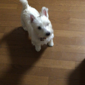 ゴハン。の画像