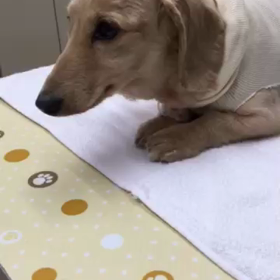 りおたん回復の画像