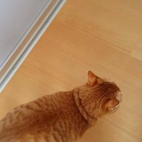 ごはんーの画像